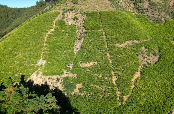 生姜种植基地