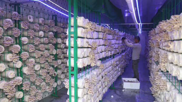 工人在採摘平菇。黎艷慧攝