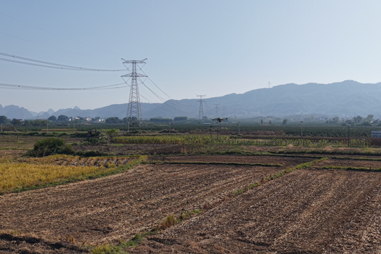 無人機飛撒蘿卜種子