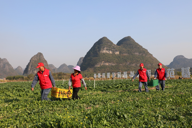 新電力昭平供電公司志願者在黃姚鎮香谷蔬菜基地幫助採摘新鮮蔬菜並開展用電服務。吳強攝