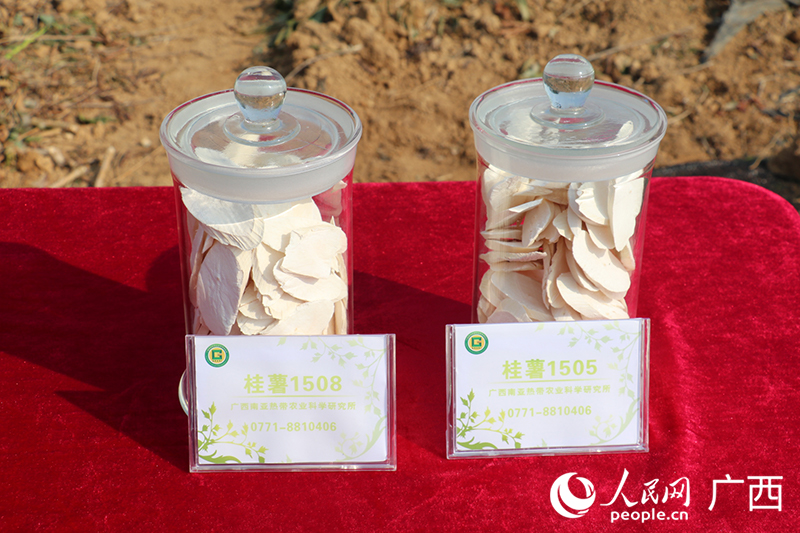 “桂薯1505”“桂薯1508”。 人民网 刘璐瑶摄