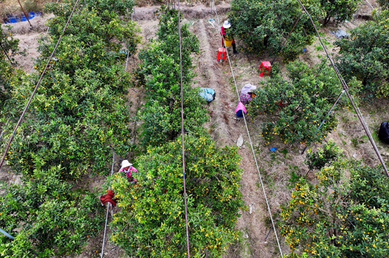 金桔生产基地(喻湘泉 摄)