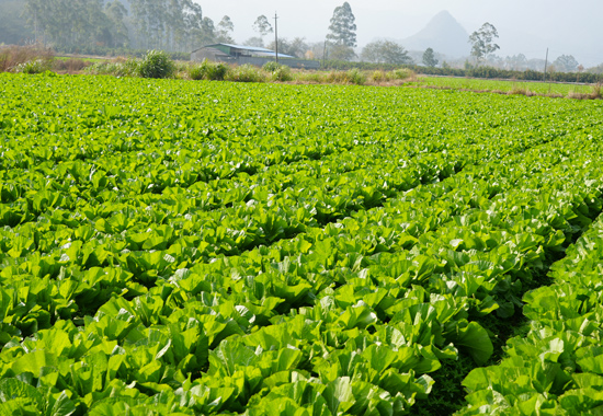 整齐种植的蔬菜