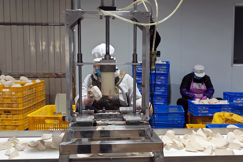 工人在用机器给芋头切块。