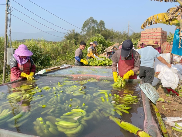 村民正在清洗香蕉。陆柔宇摄