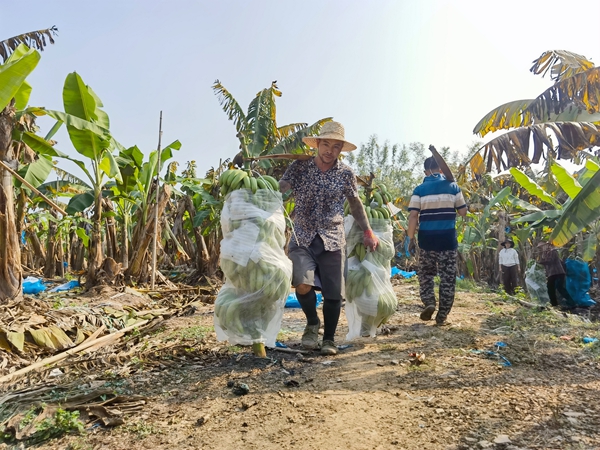桂平金田镇的香蕉喜迎丰收。陆柔宇摄