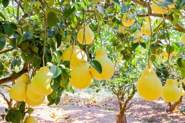 金黄饱满的沙田柚挂满枝头。主办方供图
