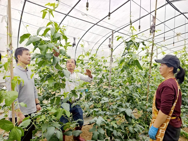 八塘农业服务中心农艺师正在大棚里查看豆角苗长势。朱汝芳摄