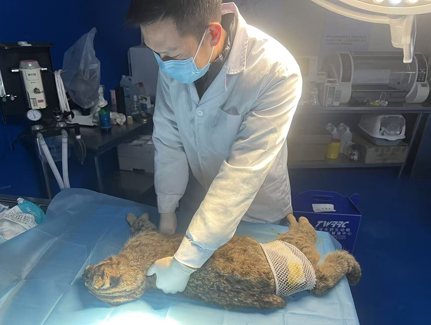 工作人员救助国家二级保护动物豹猫