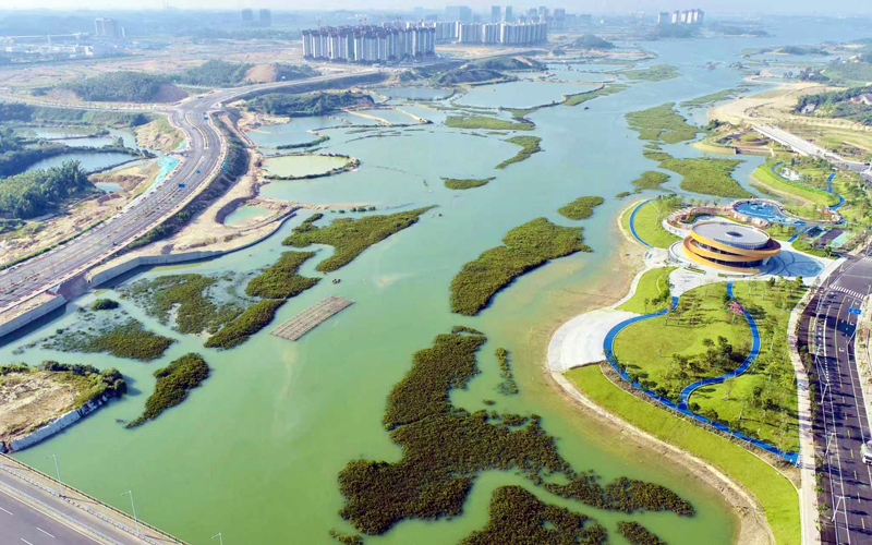 蓝色海湾何以守护？智慧生长的红树林交出绿色答案