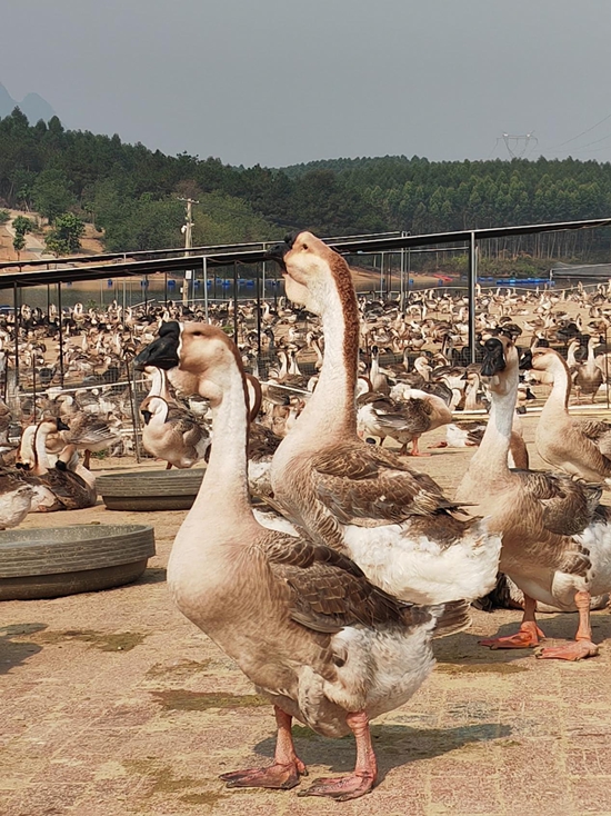 图为广西马鸿久家禽孵化有限公司饲养的大鹅