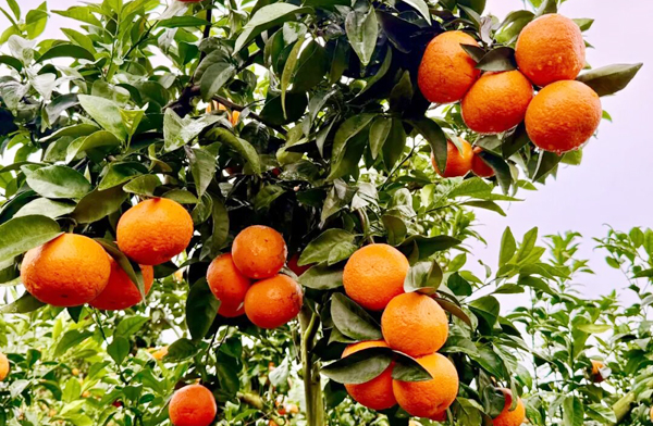 飽滿的沃柑挂滿枝頭
