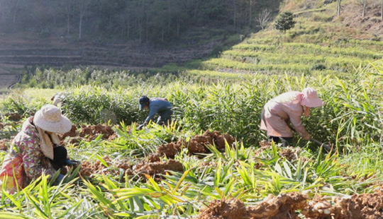 乐业：全域种姜迎丰收 产业兴农绘新篇