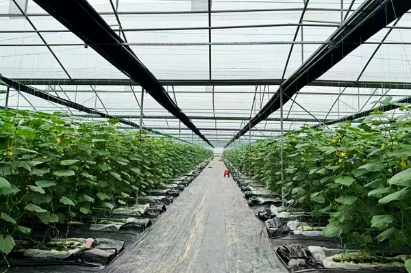 光坡镇沙螺寮村的岩植栽培水果青瓜基地。港口区融媒体中心供图