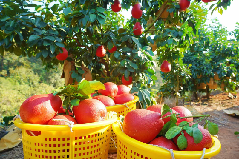 红皮香柚迎来丰收