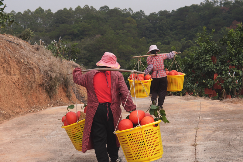 工人们正在忙着搬运鸿运香柚