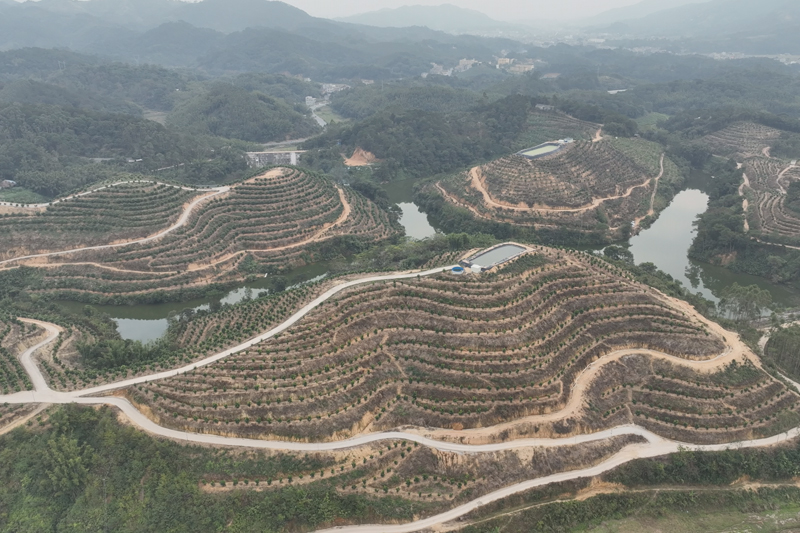 兴业县卖酒镇鸿运香柚种植基地