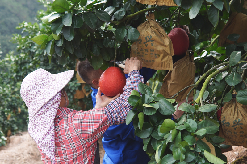 工人们正在采摘鸿运香柚