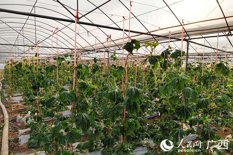 试验棚中挂满了形态各异的苦瓜。人民网 刘璐瑶摄