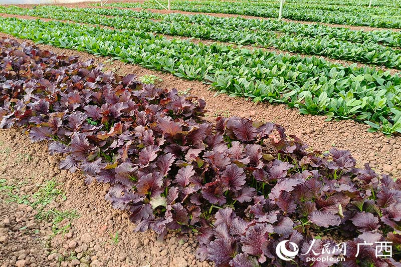 科技小院培育的新品种——青秀紫芥。人民网 刘璐瑶摄