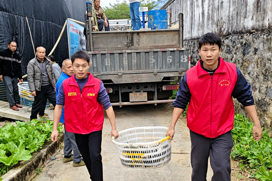 拉稿村駐村書記盧然及駐村隊員與村民們協力搬運、分裝，助力本批魚獲運輸銷售。廣旅集團供圖