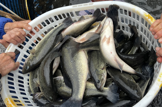 鮮活肥美的鱸魚。廣旅集團供圖