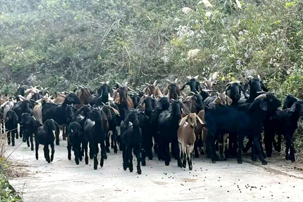 成群的黑山羊。黎雨燕攝