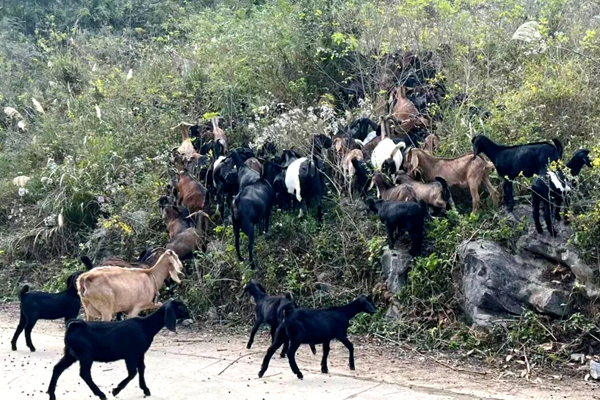 山林放養。黎雨燕攝