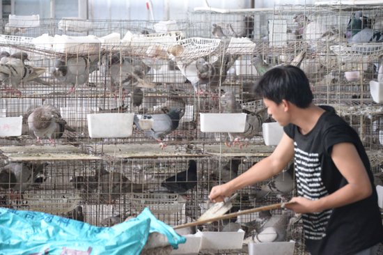 后龙村肉鸽养殖场的工人在清理鸽舍