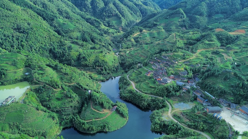 俯瞰脚尧村茶园景观。受访者供图.jpg