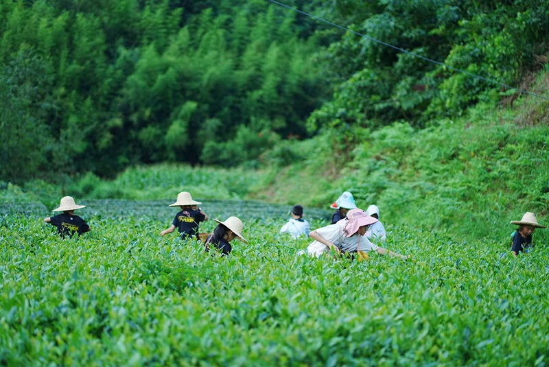 脚尧村开展茶园研学活动。受访者供图.jpg