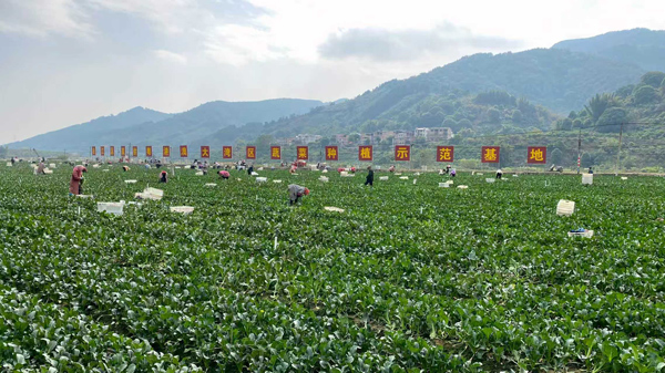 右江蔬菜24小時直達粵港澳大灣區