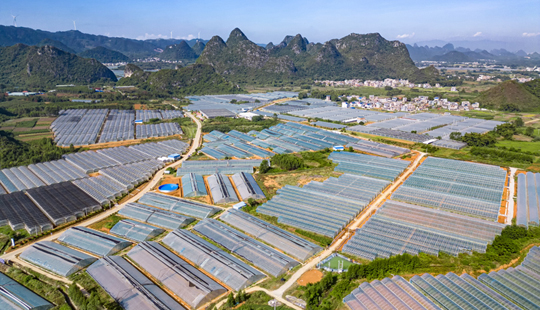 平桂区：大棚铺就智慧路 百亿农业产业链助农增收