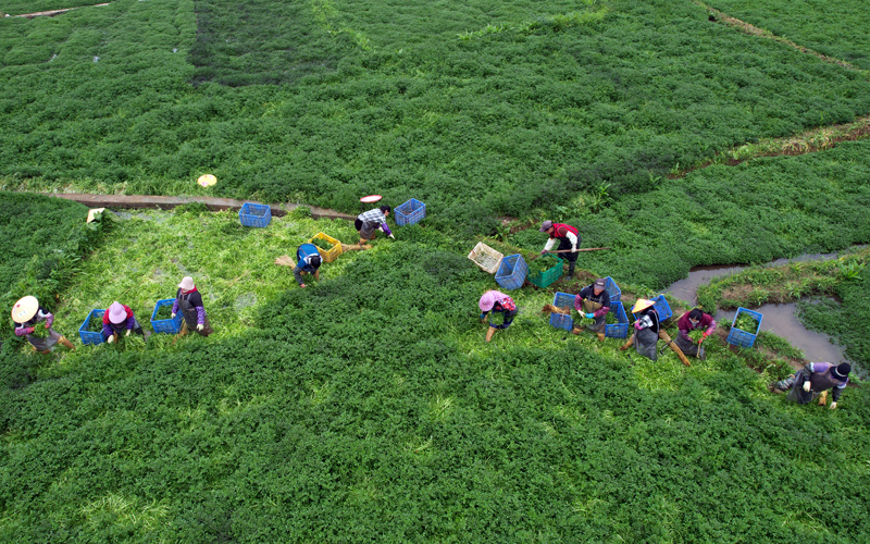沙田鎮紅星村的西洋菜種植基地，村民正在採收西洋菜。