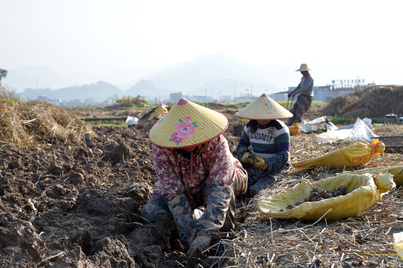 鵝塘鎮塘面村的馬蹄種植基地，村民正在採挖馬蹄。