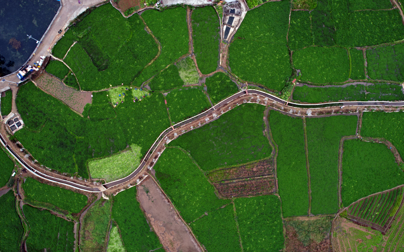 “渠相通、路相連、旱能灌、澇能排”的高標准的西洋菜種植基地。