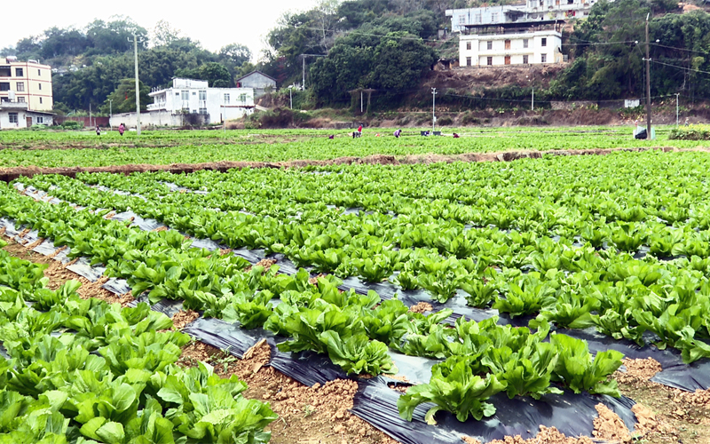 蔬菜種植基地連片潮州芥菜長勢喜人。