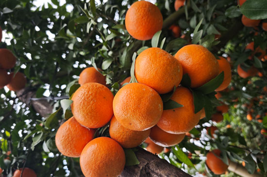 成熟的沃柑。韦艳玲摄