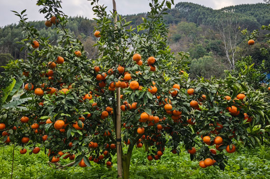 果树挂满果实。韦艳玲摄