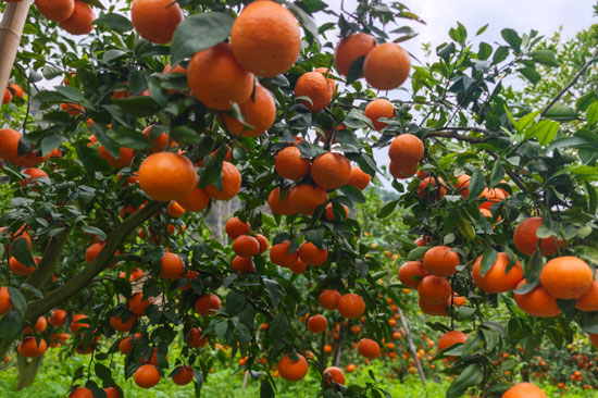 硕果压弯枝。韦艳玲摄