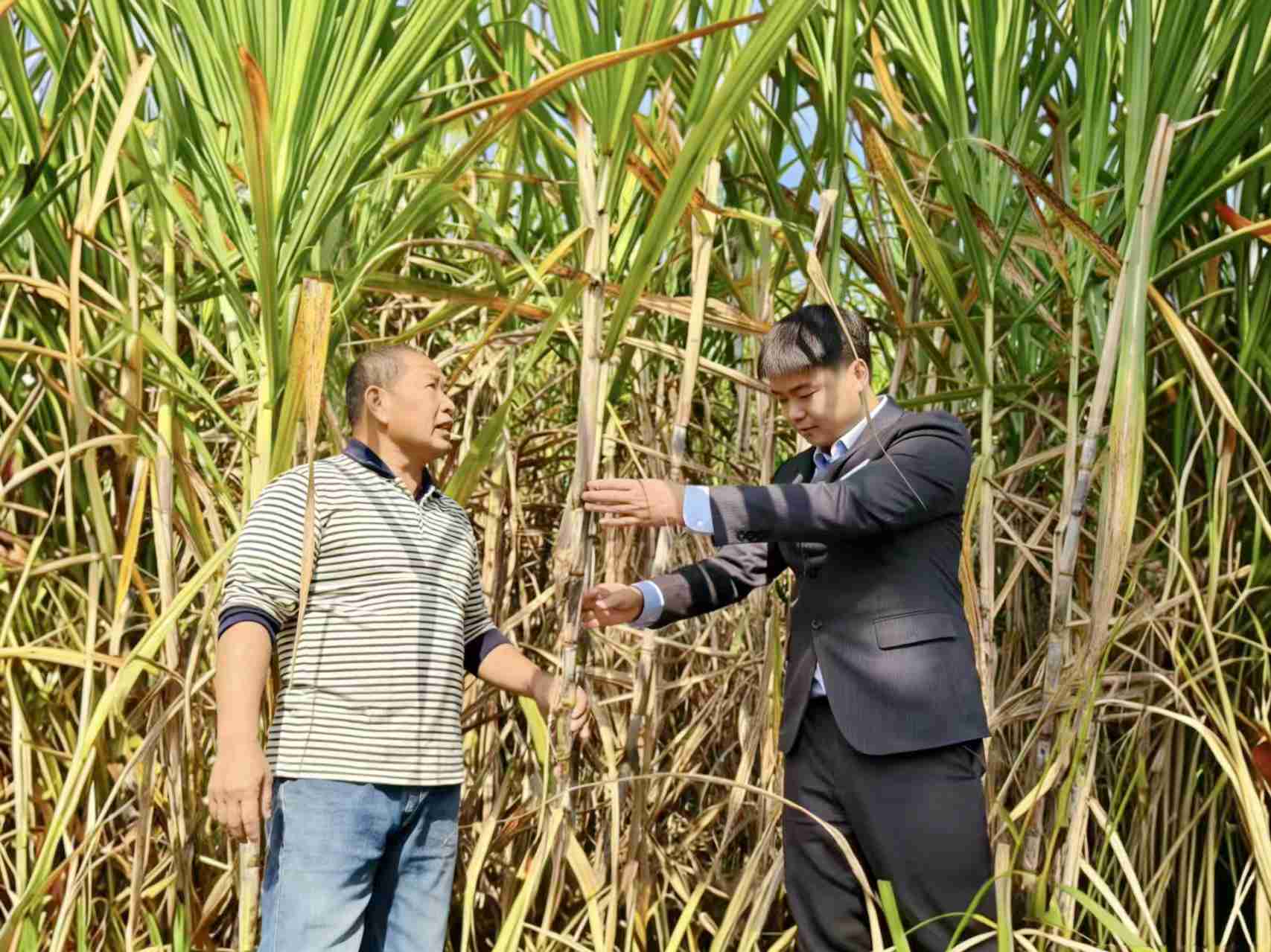 农行来宾分行客户经理实地查看种植户的甘蔗长势。刘运洋摄