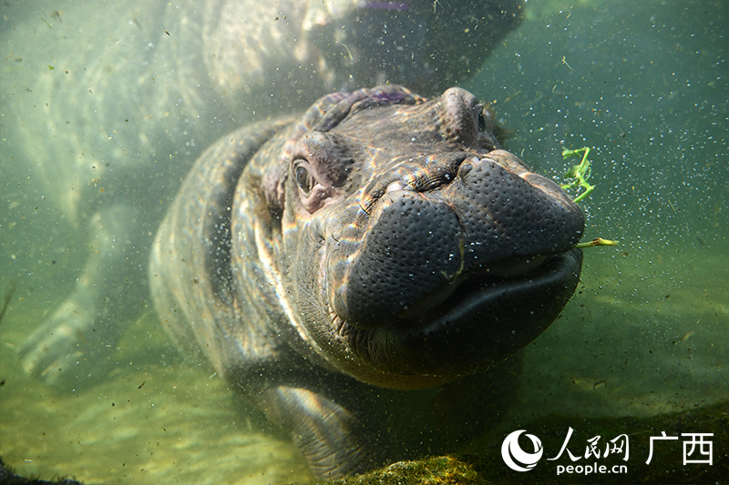 河馬在恆溫水池裡悠閑的游泳。人民網記者 雷琦竣攝