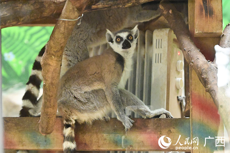 環尾狐猴在暖氣片旁取暖。人民網記者 雷琦竣攝