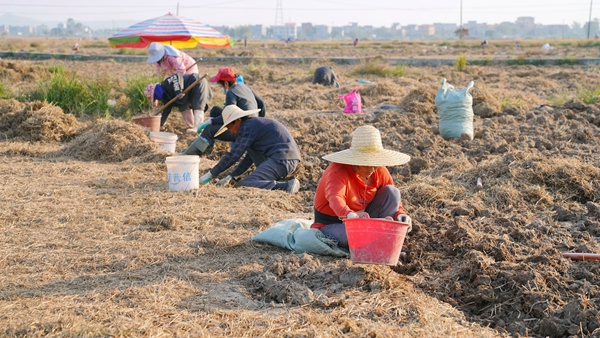 農戶正在採收馬蹄。陸遠培攝