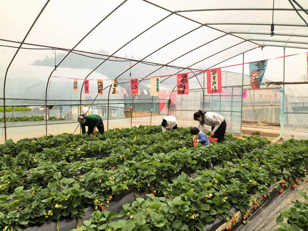 草莓种植大棚中，游客体验亲子田间采摘乐趣。