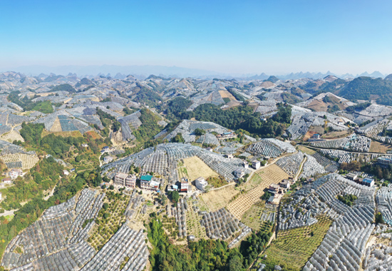 银装素裹的南方“雪景”。