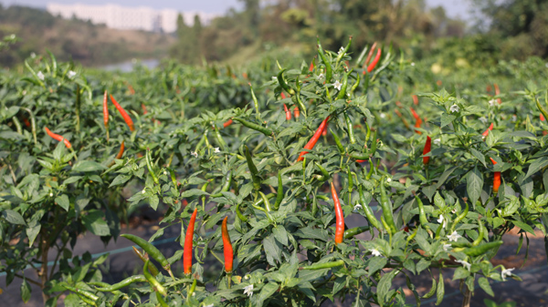 福綿區石和鎮長發村的辣椒紅了。黎艷慧攝