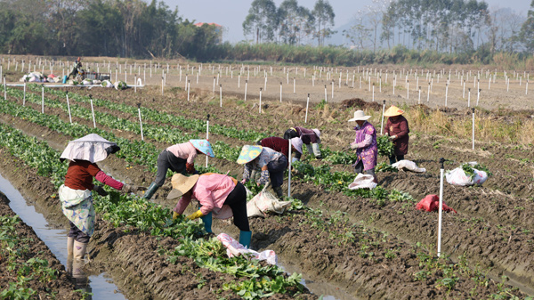 農戶們正在抓緊補插紅薯葉新苗。黎艷慧攝