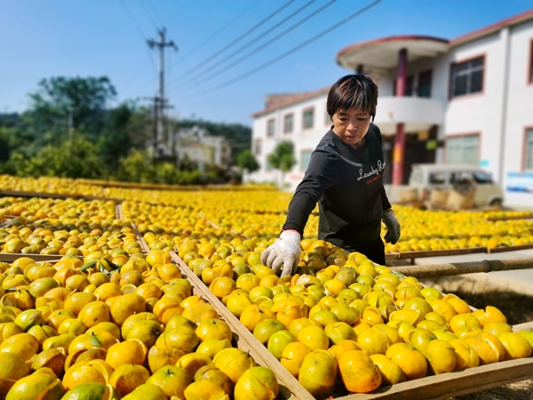 农户正在晾晒。王贤宇摄