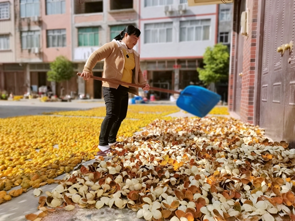 农户正在晾晒陈皮。浦北县委宣传部供图